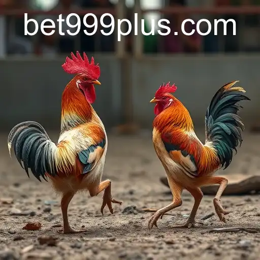 The Complex World of Cockfighting: A Deep Dive With BET999